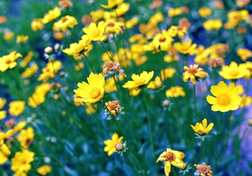 金雞菊花