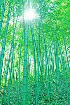 綠竹 竹林