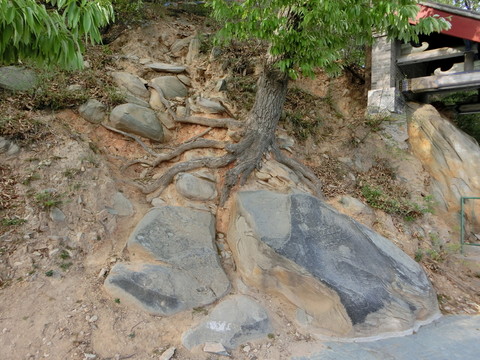 樹根