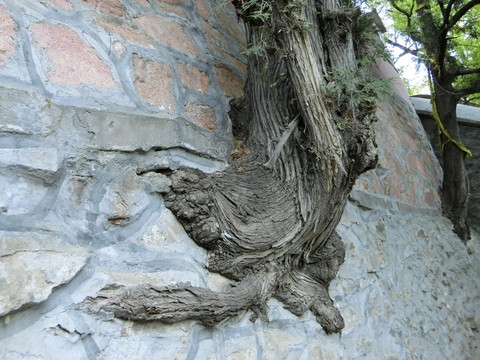 樹根 柏樹根