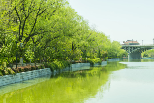 湖邊綠柳