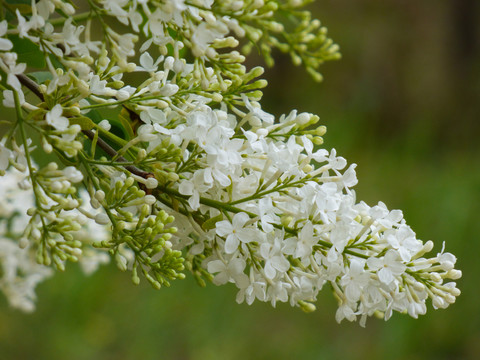 白色丁香花