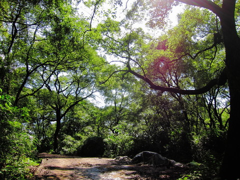 樟樹(shù)林