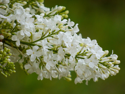 白色丁香花