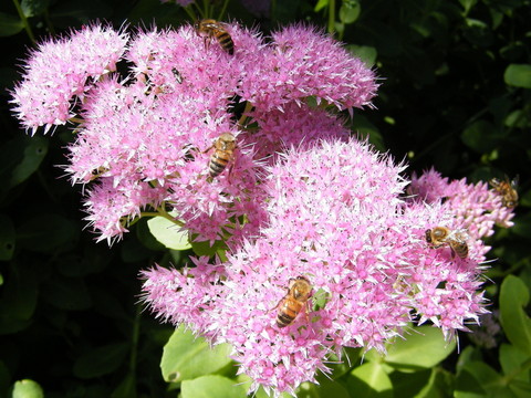 蜜蜂