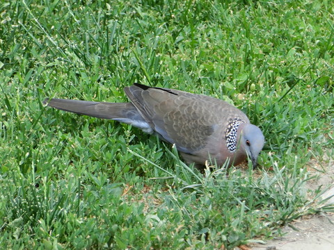 斑鳩