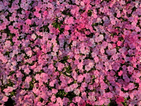 非洲鳳仙花 花卉背景