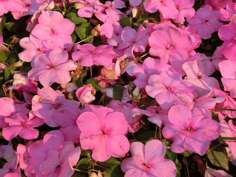 非洲鳳仙花 花卉背景