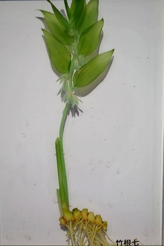 重慶自然博物館