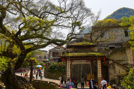 古榕樹