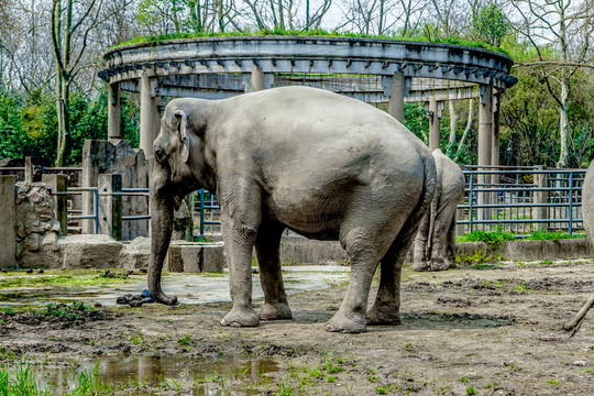 大象高清 動(dòng)物園 觀賞動(dòng)物 保