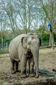 大象高清 動(dòng)物園 觀賞動(dòng)物 保