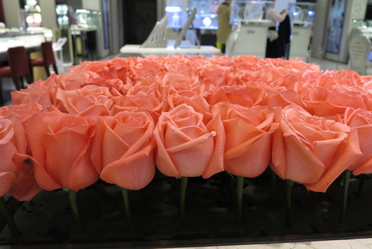玫瑰花