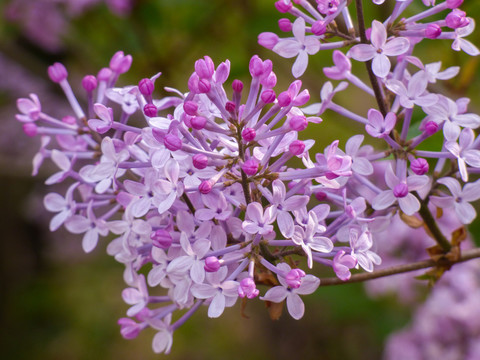 丁香花