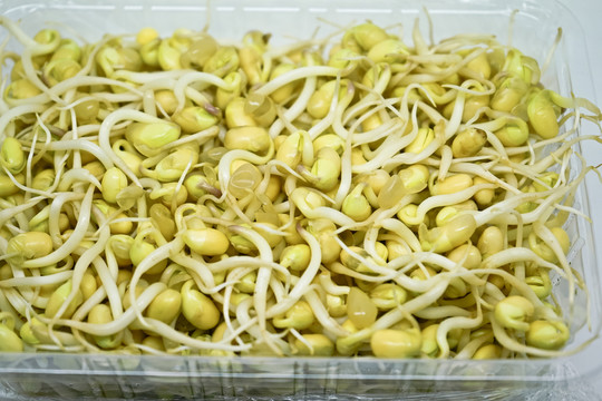 豆芽素材