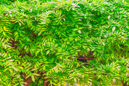 綠葉背景