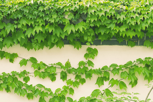 爬山虎綠色植物墻