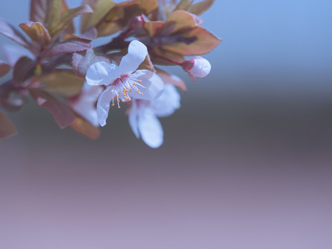 桃花