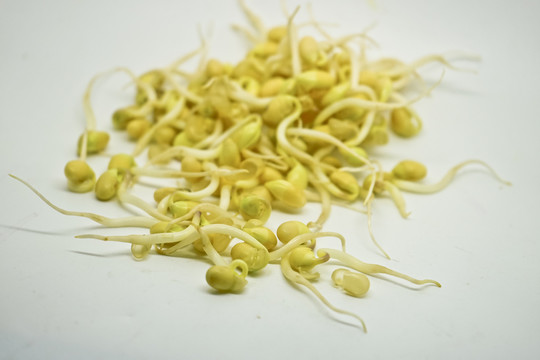 黃豆芽 高清大圖