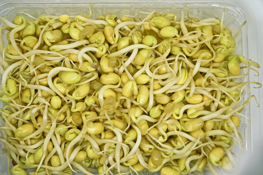 黃豆芽 高清大圖