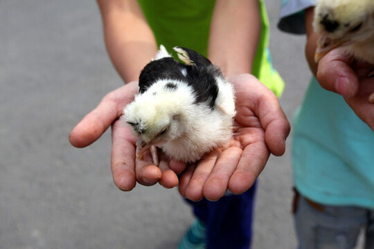家禽 雛 小雞 寵物 手 動物