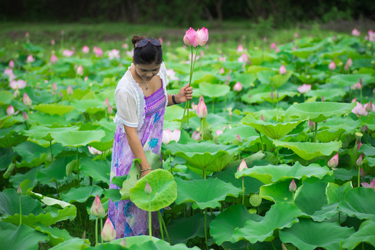 陵水 荷花5