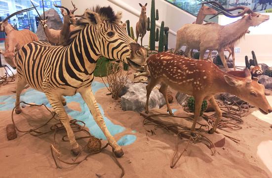 動物生活場景