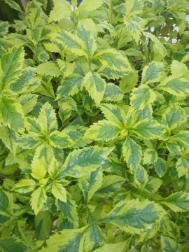 綠植墻 植物墻