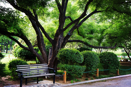 綠樹(shù)長(zhǎng)椅 公園