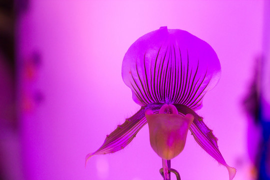三亞 蘭花世界 蘭花9