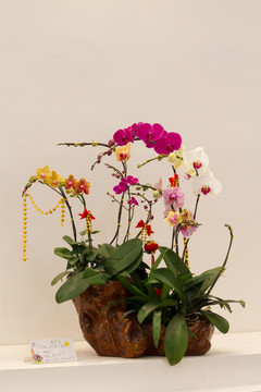 三亞 蘭花世界 蘭花盆栽2