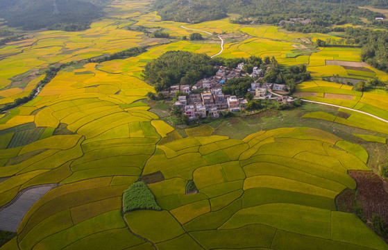 山村秋色 稻田 秋色