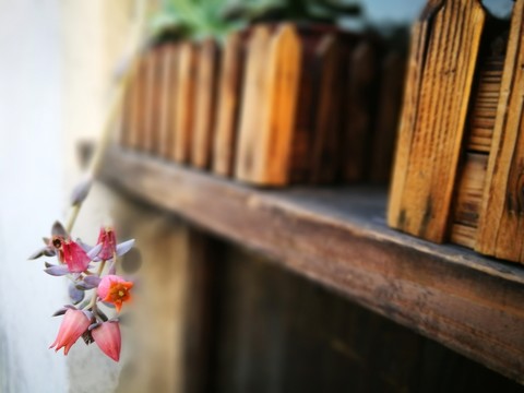 月河花卉