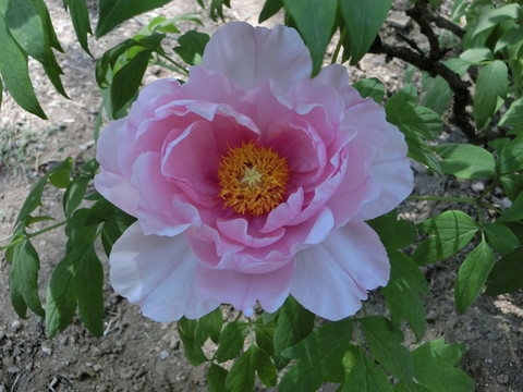 牡丹花