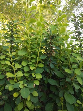 植物墻 背景墻 植物框