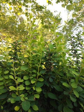 植物墻 背景墻 植物框