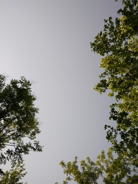 植物墻 背景墻 植物框