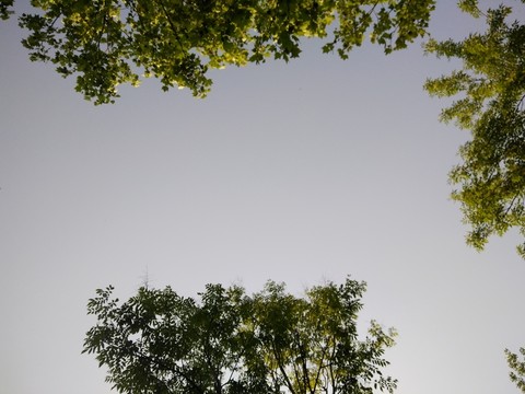 植物墻 背景墻 植物框
