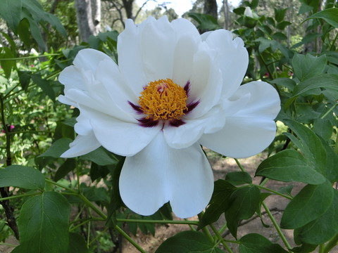 牡丹花