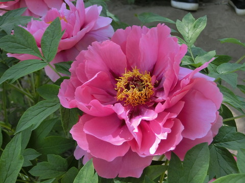 牡丹花