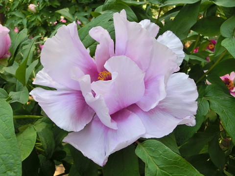 牡丹花