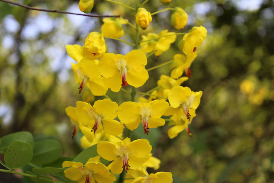 云實(shí)花