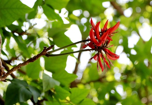 象牙紅 珊瑚刺桐 龍牙花 象牙