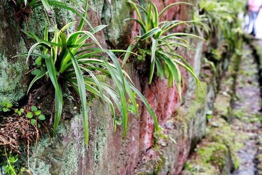 小路 石籬笆 石籬 小徑 鄉(xiāng)下