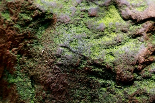 青苔 苔蘚 背景 紋理 素材