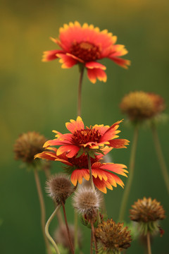 雛菊