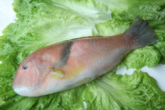 馬頭魚