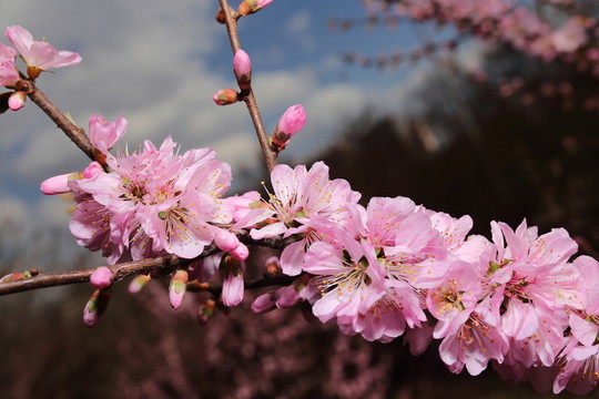 梅花