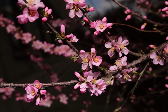 梅花