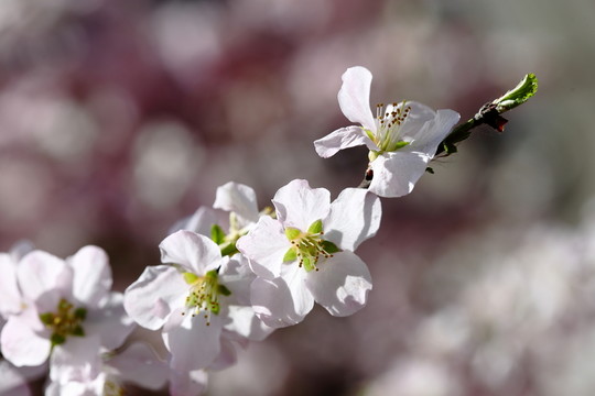 梅花